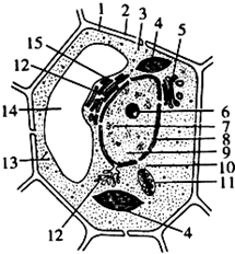 下图表示细胞膜的亚显微结构模式图,请据图回答