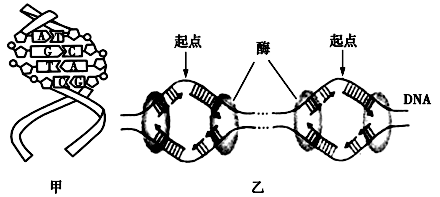 图1为肺炎双球菌转化实验的部分图解表为噬菌体侵染大肠杆菌的实验请