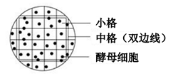 培养液中的酵母菌数量可以利用一定的方法进行计数,下表是某生物兴趣