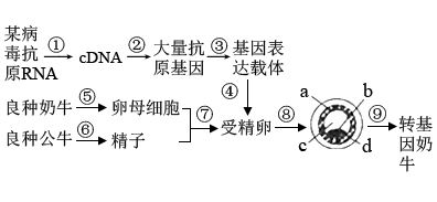 现代生物科技专题 胚胎工程 【推荐1】下图为某转基因奶牛的培育过程