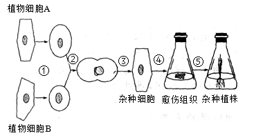 融合与单克隆抗体的制备  【推荐1】下图是植物体细胞杂交过程示意图