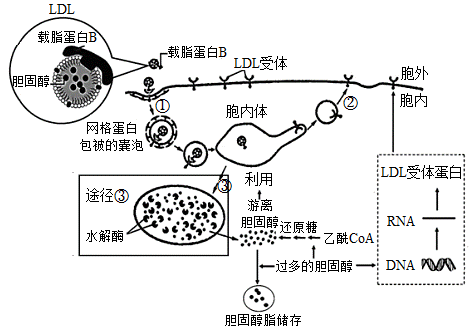 ȵڵѪǺѪ֬лзҪ,