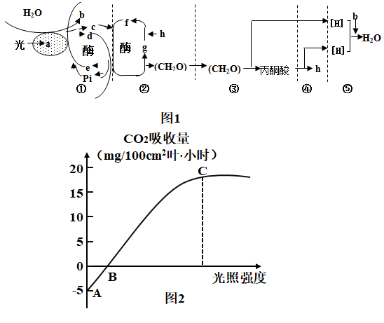 图l为某种植物光合作用与有氧呼吸的部分过程示意图,其中①—④表示