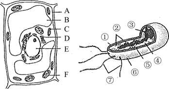 比较梨的叶片细胞和大肠杆菌的结构,回答下列问题.