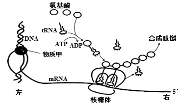 下图表示细胞内蛋白质的合成过程,据图分析,下列叙述正确的是