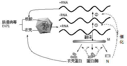 某的遗传物质(-rna)是一种单链rna,在宿细胞中启动以下途径