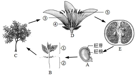 图甲是大豆种子的结构模式