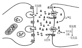 【推荐3】谷氨酸是哺乳动物中枢神经系统中的一种兴奋性神经递质,在