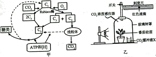 图甲为某种植物光合作用过程简图,其中英文大写字母表示物质成分,e