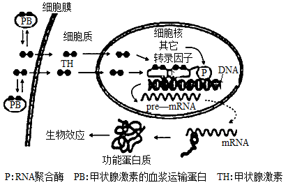 表中激素与作用的靶细胞及功能相对应的一组是