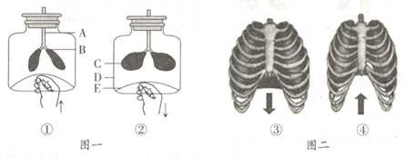 肺与外界的气体交换【推荐3】下图一是模拟呼吸运动模型的示意图,图二