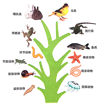 【推荐1】根据图动物进化系统树回答问题
