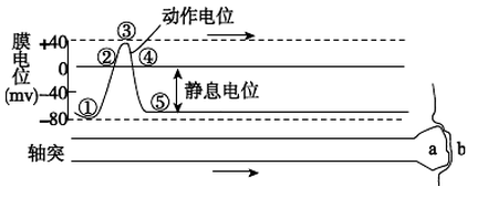 图甲表示动作电位产生过程,图乙,图丙表示动作电位传导,下列叙述正确