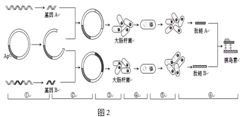 目前,可利用基因工程方法生产药用人胰岛素,图2表示一种早期的技术