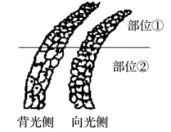某同学利用发生了向光弯曲的燕麦胚芽鞘,制作成切片并