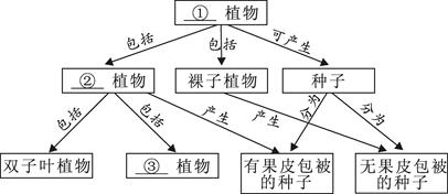 请将植物分类的概念图补充完整