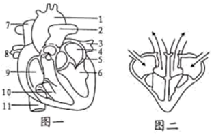 如图是人体心脏结构示意图,据图分析回答问题
