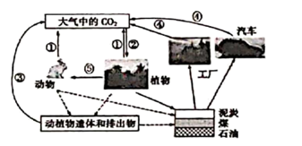 【推荐1】如图所示是碳循环示意图,图中箭头表示碳的流动方向,请回答