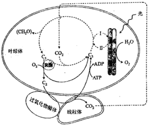 下图为某正常生长的植物叶肉细胞内进行的光合作用和细胞呼吸的图解