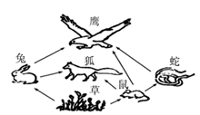 如图是一个草原生态系统中部分食物网简图,有关图中信息小明做了如下