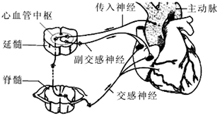 延髓有活命中枢之称其主要机能是调节内脏活动下图为动脉压力反射示意