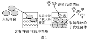 图1,图2表示t2噬菌体侵染大肠杆菌的相关实验,据图分析,你认为正确的
