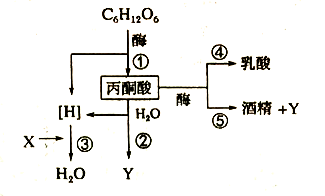 下图是真核细胞内呼吸作用的过程图解,请据图回答