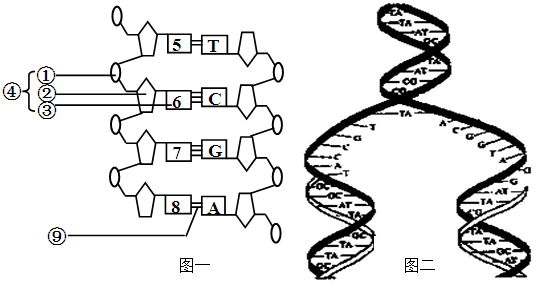 生物的遗传信息蕴藏在核酸的碱基排列顺序之中.请回答