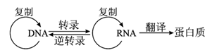 下图是关于中心法则的图示,下列叙述正确的是( )