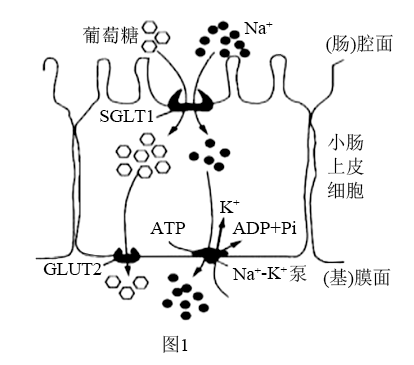 当乙酰胆碱(ach)作用于a(ach受体兼na 通道)时,产生动作电位;当兴奋