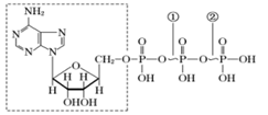 如图是atp 的分子结构图,下列有关叙述正确的是( )