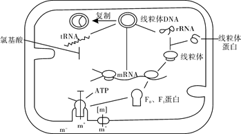 下图表示大肠杆菌细胞中组成核糖体的蛋白质(简称rp)的合成及调控过程