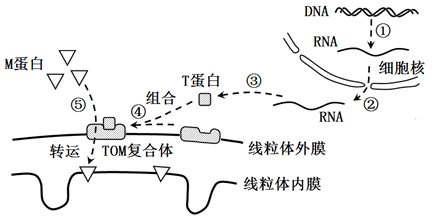 形成mrna场所是细胞质基质 a.据图中m蛋白